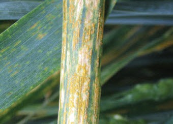 Yellow rust in winter wheat in Essex - crop agronomy service