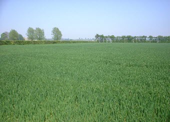 Winter wheat crop in Essex