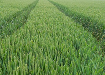 Winter wheat agronomy crop service in Suffolk